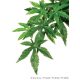 Exo-Terra Silk Plant Aboliton Large - Terráriumi selyem műnövény dekoráció (Abolition) cca.60cm